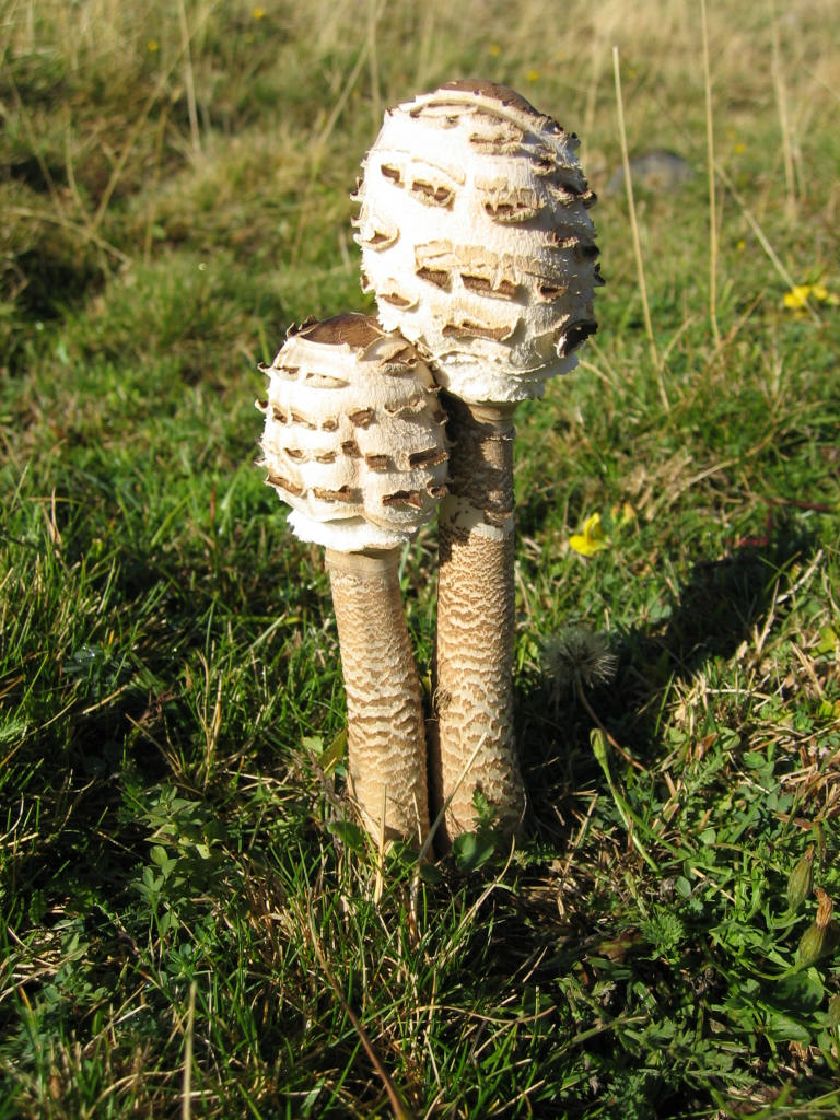 2005 :  Un anno di funghi